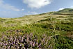 Coastal heath with flowering heather