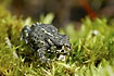 Natterjack Toad on mosses