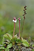 Photo ofRound-Leaved Wintergreen (Pyrola rotundifolia ssp. rotundifolia). Photographer: 
