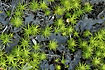 Bright green mosses