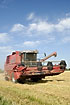 Red harvester on wheat field