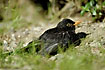 Blackbird warming up on a spot of bare soil