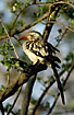 Photo ofRed-billed Hornbill (Tockus erythrorhynchus). Photographer: 