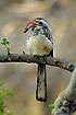 Red-billed Hornbill holding a milliped in the bill