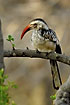 Photo ofRed-billed Hornbill (Tockus erythrorhynchus). Photographer: 