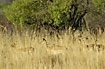 Impalas er well camouflaged in the tall grass on the wooded savannah