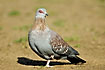 Speckled Pigeon on the bare ground