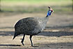 Helmeted Guineafowl on the move