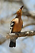 Hoopoe adjusting the feathers