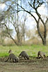 A group of mongooses busy fouraging 
