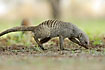 A banded mongoose busy fouraging