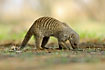 Banded Mongoose searching for food in the topsoil