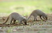 Banded Mongooses fouraging