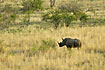 White rhinoceros on the wooded savannah