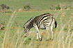 Foto af Zebra (Equus burchelli). Fotograf: 
