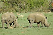 Young white rhinos