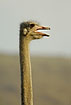 Ostrich gasping in the heat