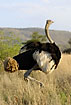 Ostrich male lifting the flightless wings in the heat to cool