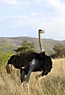 Ostrich male on the savannah