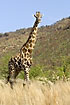 Giraffe on the savannah