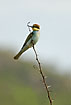 European Bee-eater on twig with spines