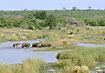 A group of elephants crossing a river