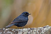 Photo ofSouthern Black Flycatcher (Melaenornis pammelaina). Photographer: 