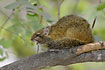 Photo ofTree Squirrel (Paraxerus cepapi). Photographer: 