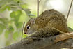 Photo ofTree Squirrel (Paraxerus cepapi). Photographer: 