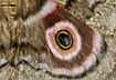 The function of the giant eyespot is to scare potential predators
