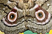 The function of the giant eyespots is to scare potential predators