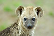Young spotted hyaena up close