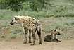 Young hyaenas close to the den