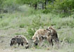 Young hyaenas playing