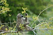 Baboon eating fresh leaves and buds