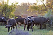 A large buffalo herd in evening light