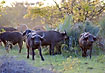 Buffalo herd in evening light