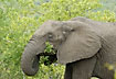 Elephant using the trunk when eating leaves 
