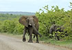 Elephant family crossing the road - not an unfamiliar sigt in Kruger N.P.
