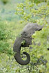 Elephant using thr trung when feeding on leaves