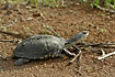 Tortoise - probably Pelusios sinuatus