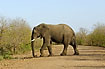 Elephant crossing the road