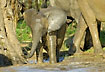 Young Elephant bathing