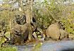 Elephants bathing at waterhole