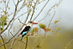 Photo ofBrown-hooded Kingfisher (Halcyon albiventris). Photographer: 