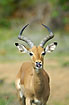 Impala licking with its tounge out