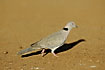 African Mourning Dove on the red soil