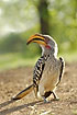 Photo ofSouthern Yellowbilled Hornbill  (Tockus leucomelas). Photographer: 