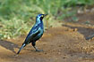 Photo ofCape Glossy Starling/Red-shouldered Glossy-starling (Lamprotornis nitens). Photographer: 