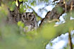 African Scops owl resting in the middle of the day
